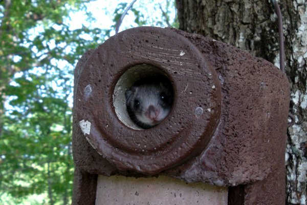 Loir gris (Glis glis) dans son gîte © Christian Prevost